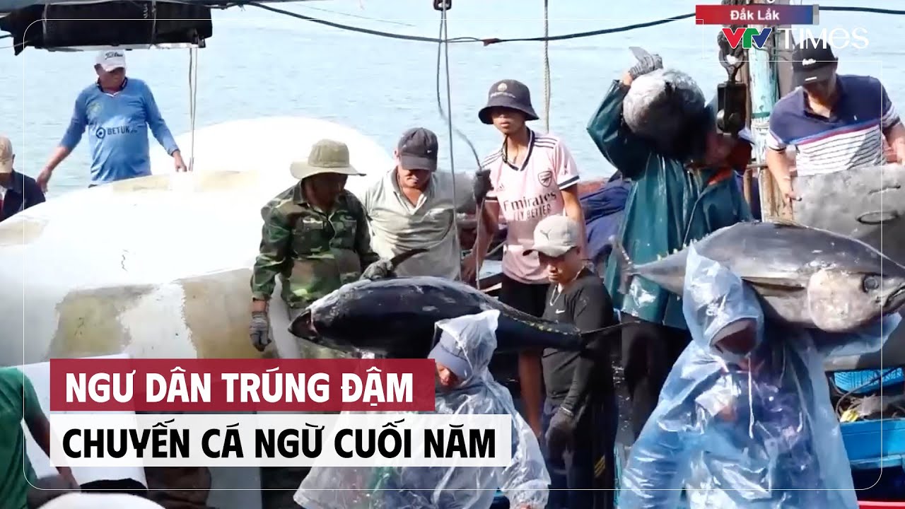 Ngư dân trúng đậm chuyến cá ngừ cuối năm | Cụm tin | VTV Times