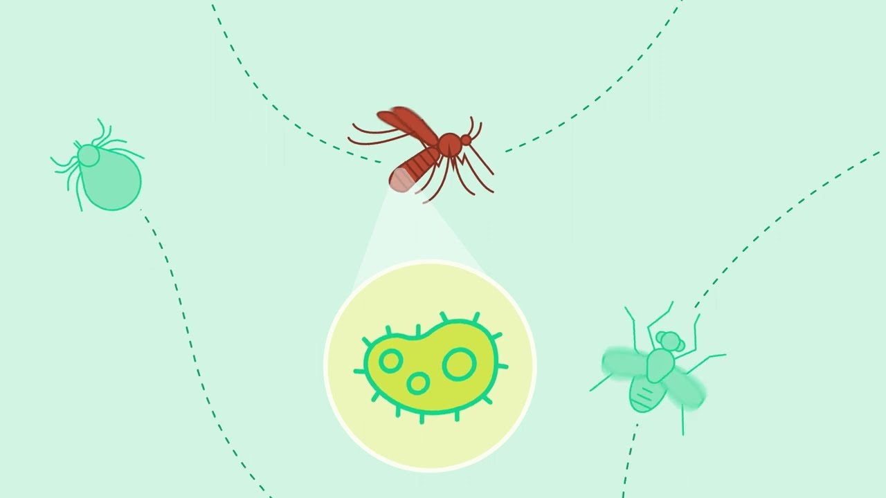 Introducing:  The multisectoral approach to vector-borne diseases