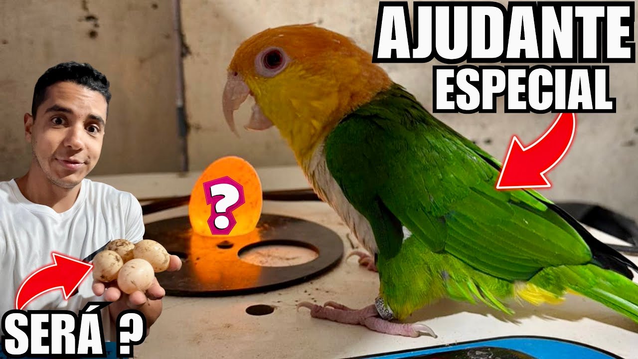 Última chance para filhotes de marreco mandarim branco | Aves Recriar 