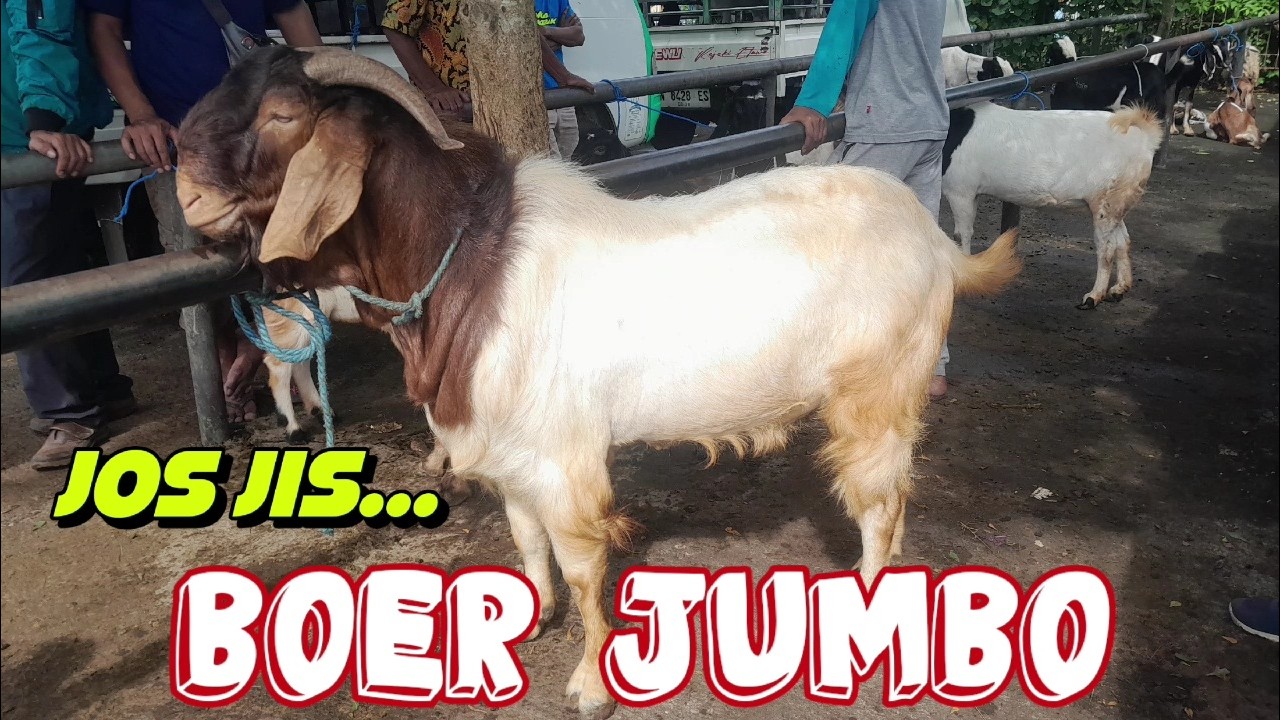 BOER JUMBO‼️HARGA KAMBING HARI INI DIPASAR KEPANJEN MALANG JATIM