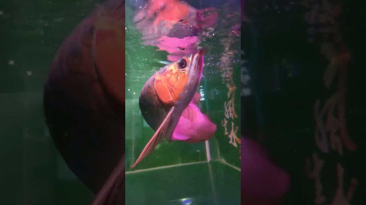 ikan Arwana 🥰