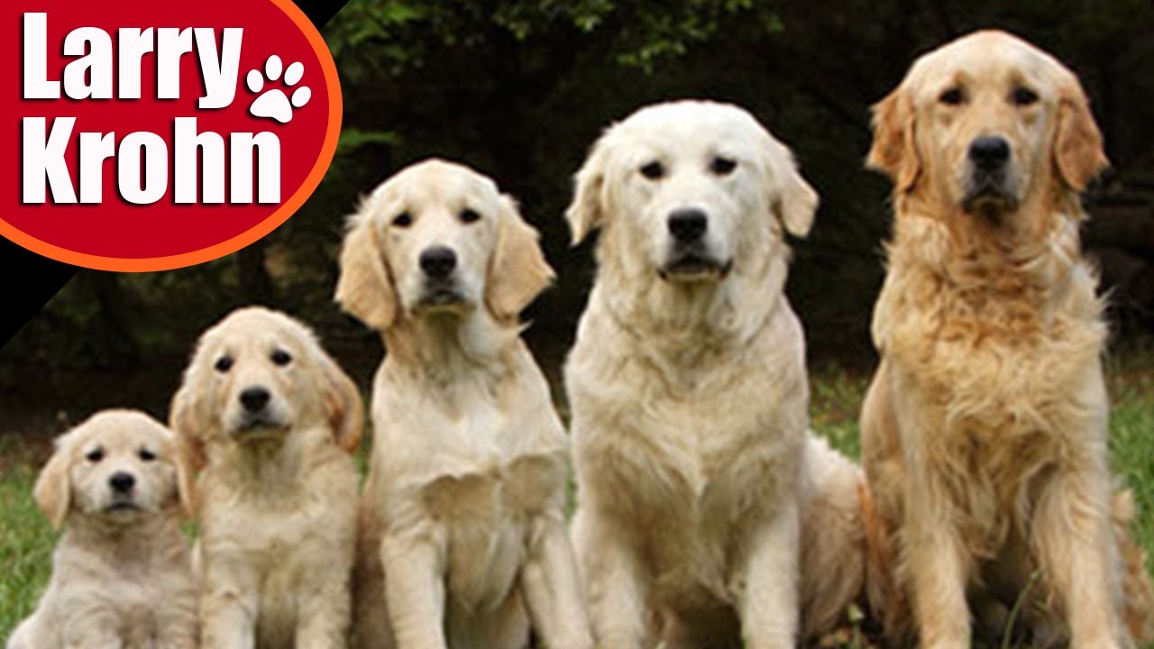 Raising a puppy to be a well behaved dog
