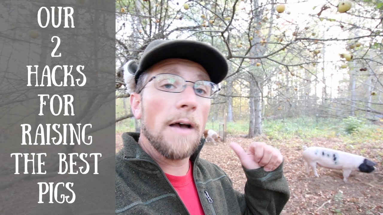 🐖🍎The Easiest way To Raise Pasture Raised Pigs~ Modern Steader Update🐖🍎
