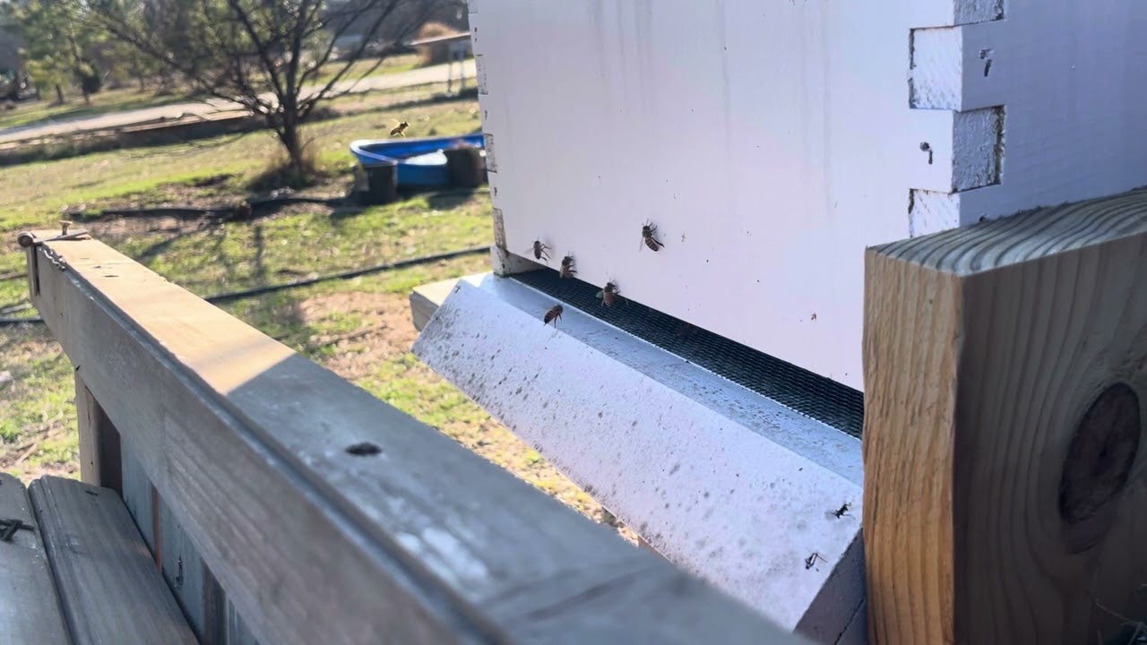 Honey bees, yard birds, canines,and Homo sapiens sapiens
