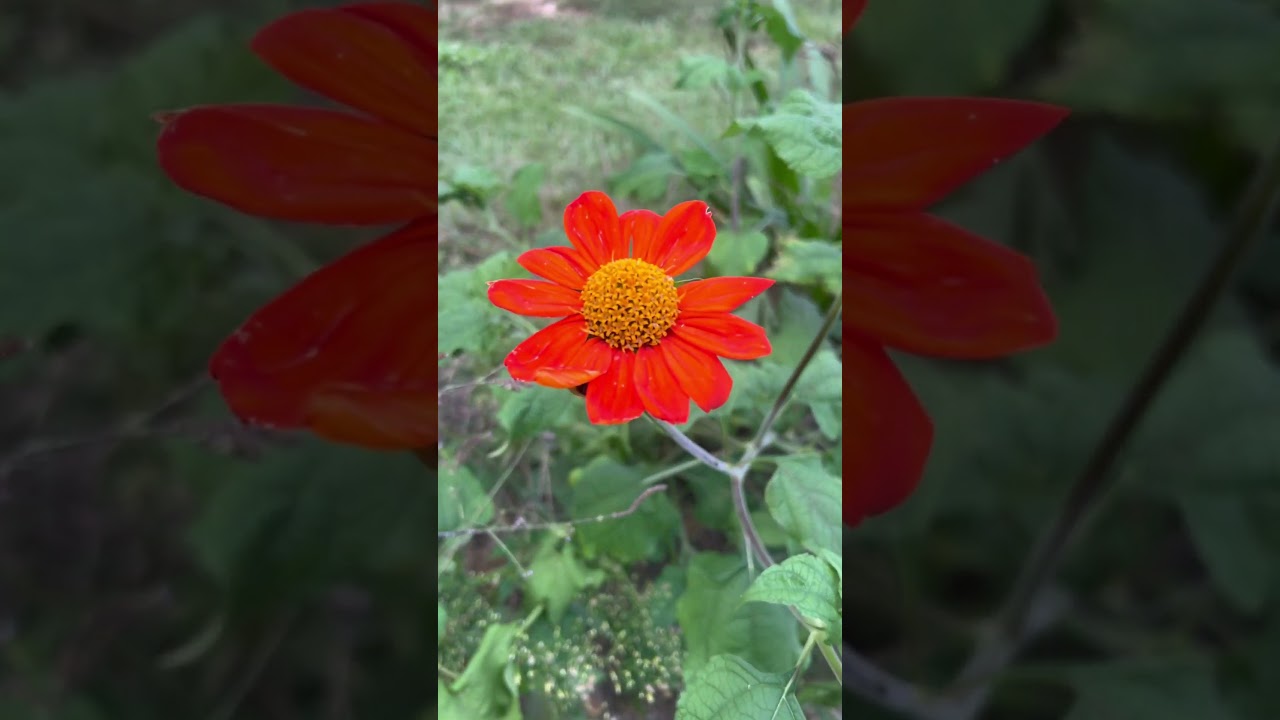 Flowers and bees!