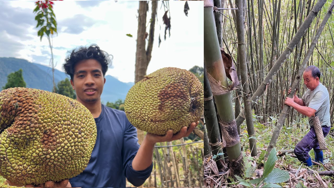 Winter Jack Fruit | Collecting Bamboo for Making a Traditional Home | Update Video.