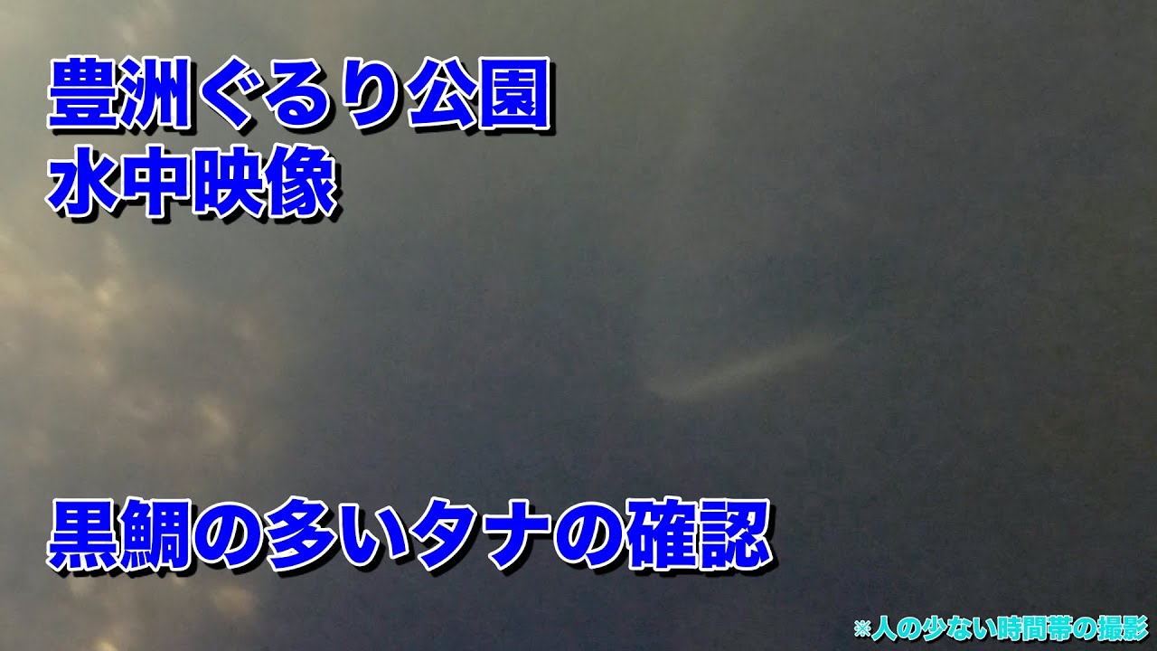 [大和屋]【豊洲ぐるり公園：水中動画】黒鯛の溜まる場所発見！！！