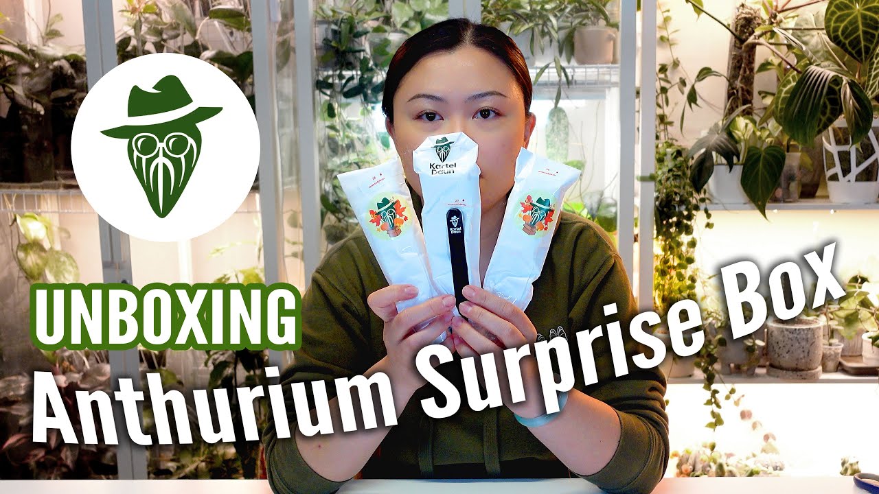 Unboxing an Anthurium Surprise Box!