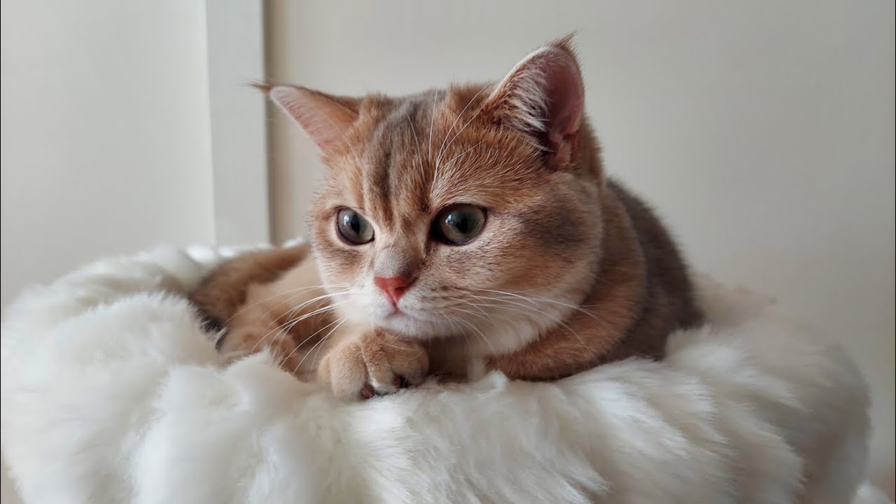 A one-year-old Scottish kitten