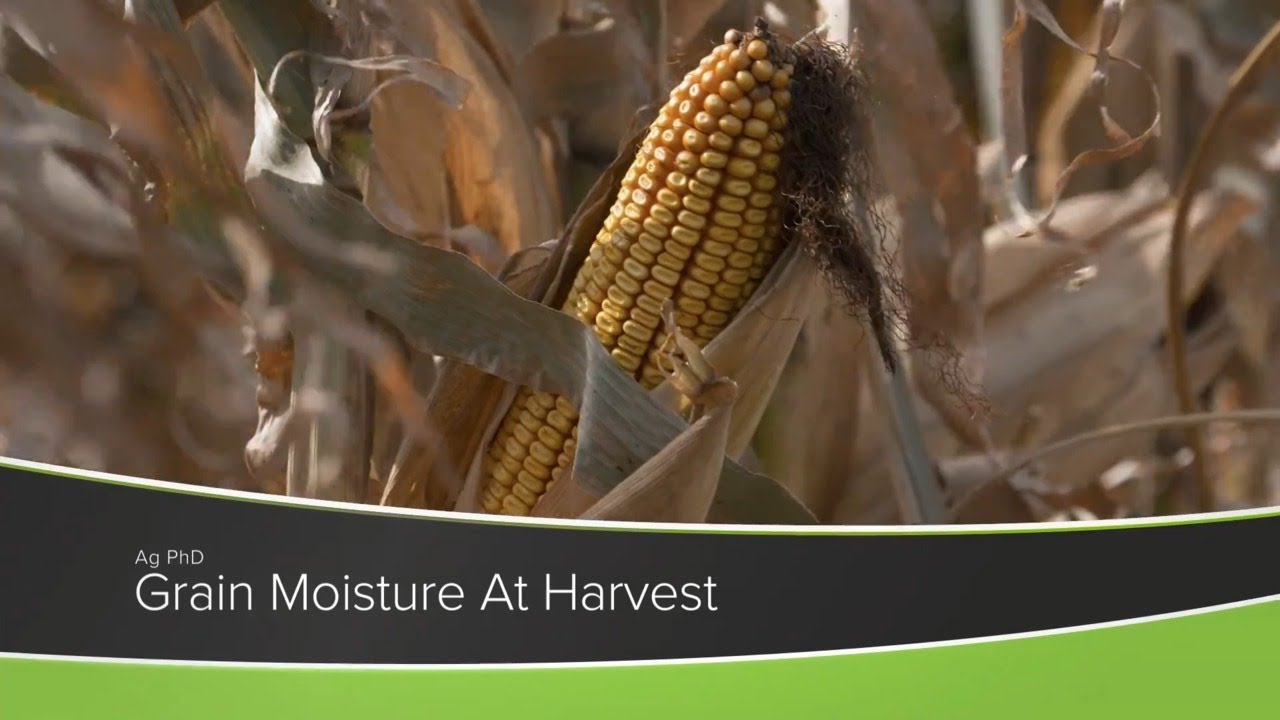 Grain Moisture At Harvest (From Ag PhD Show #1171 - Air Date 9-13-20)