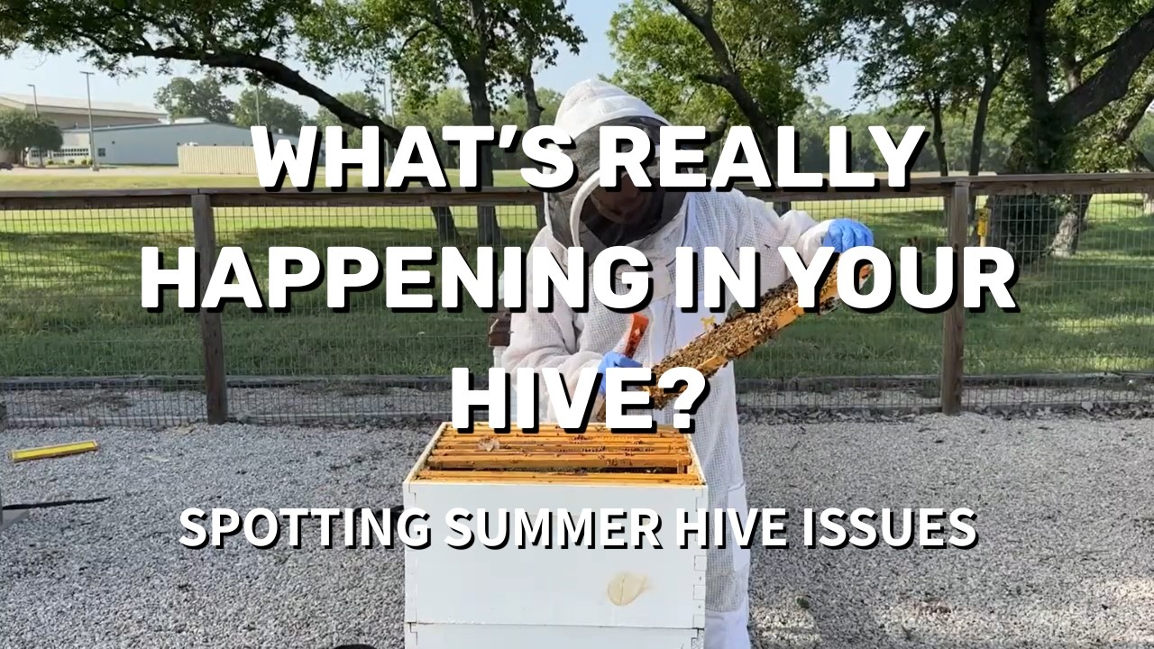 BEEKEEPING: What Should a Summer Hive Look Like?