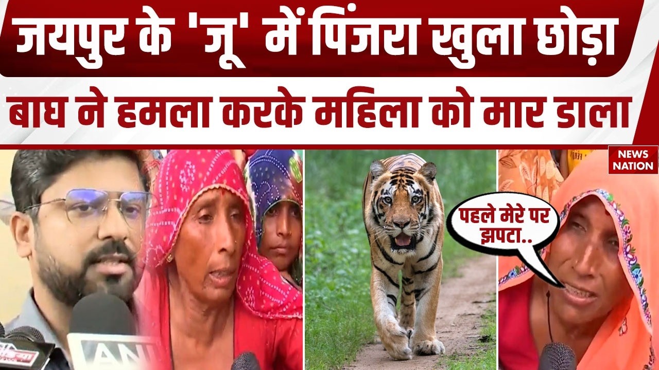 Tiger kills woman in Jaipur : Nahargarh Biological Park में पिंजड़ा खुला छोड़ा, बाघ ने महिला को मारा