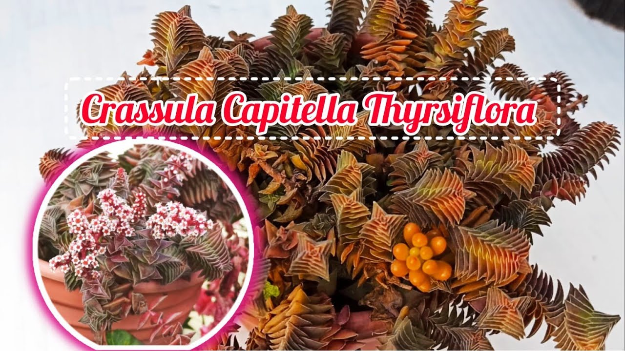 #82//crassula Capitella Thyrsiflora//Trasplante, Reproduccion y Cuidado ❤️#suculentas