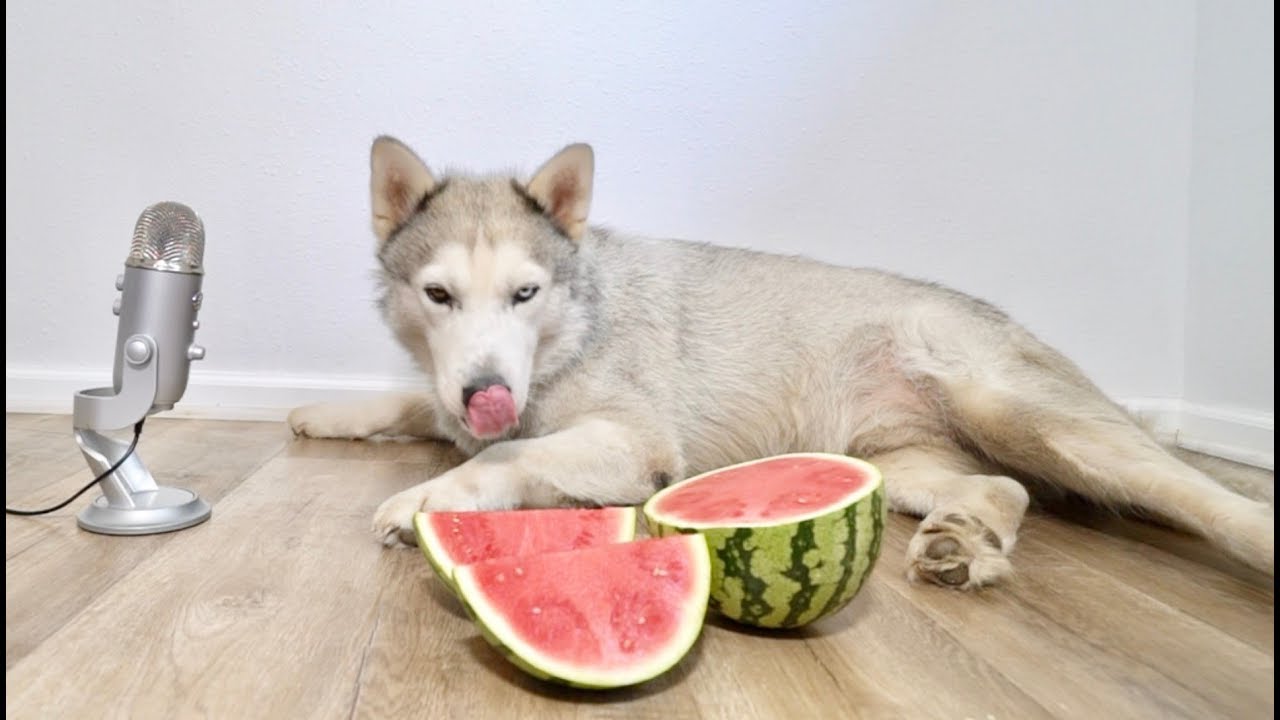 ASMR Husky Eating Watermelon!