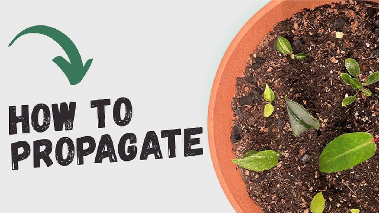 How To Propagate Aroids🌿