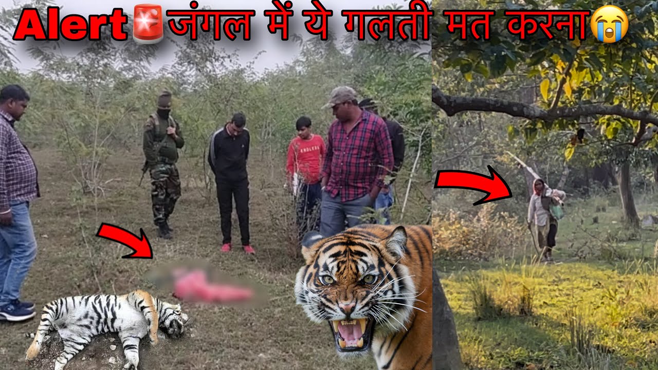 Alert🚨आप ये गलती मत करना🙏 Pilibhit Tiger Reserve | Jungle Safari Tiger Attack | Leopard Attack Vlog 