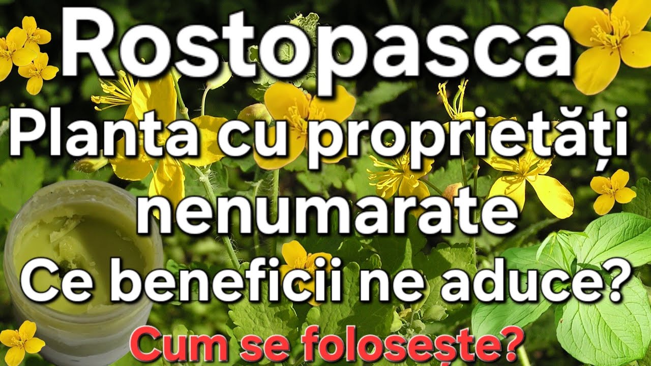 Rostopasca- Planta cu beneficii nenumărate pentru sănătate/Identificare/Crema