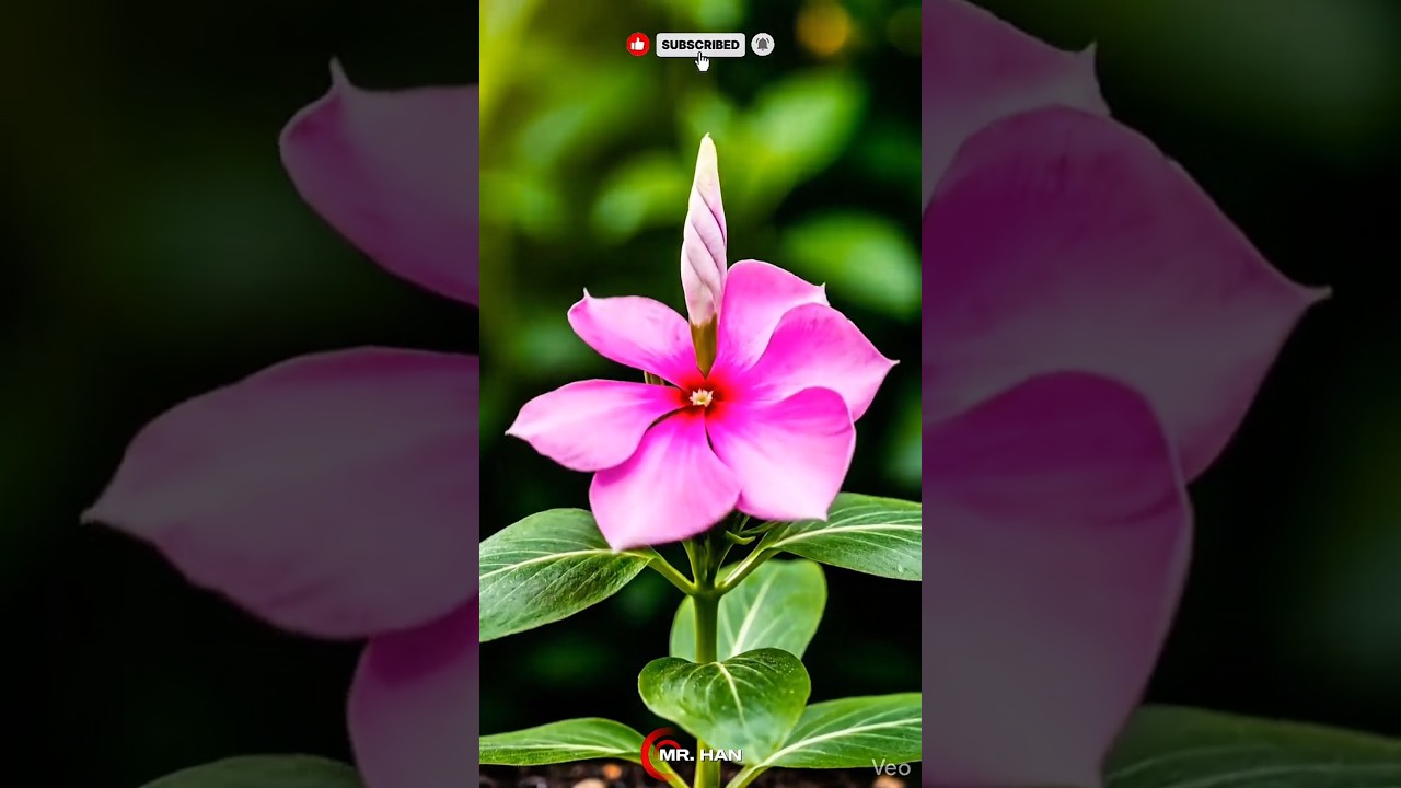 timelapse a Vinca flower. 