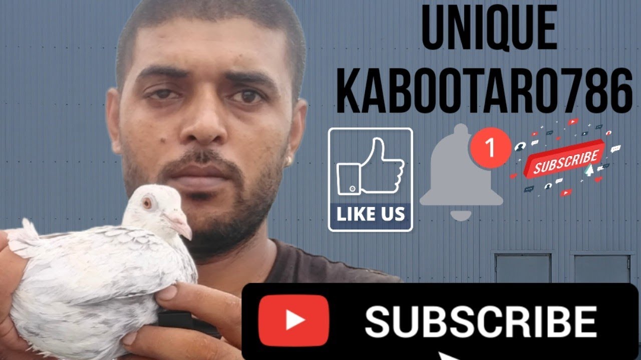 madrasi Kabootar kabutar punjabi kabootar