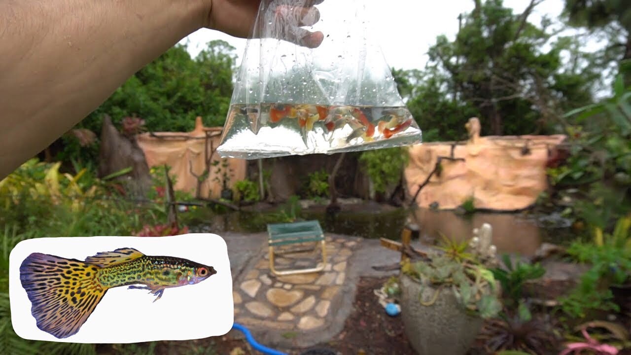 Putting COLORFUL MOSQUITO FISH In The BIG POND!