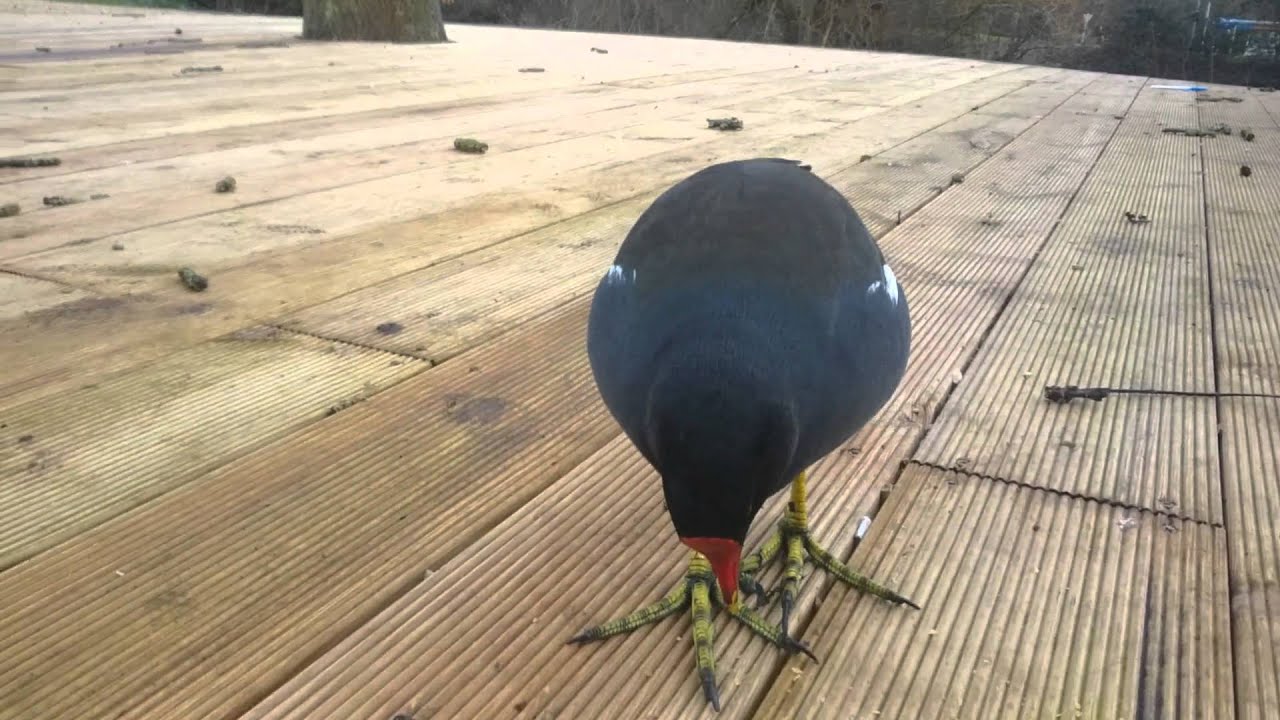 Percy the Moorhen