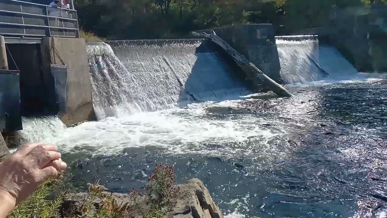 Port Hope Vlog 🍁 | Canadian Salmon Migration + Primitive Designs