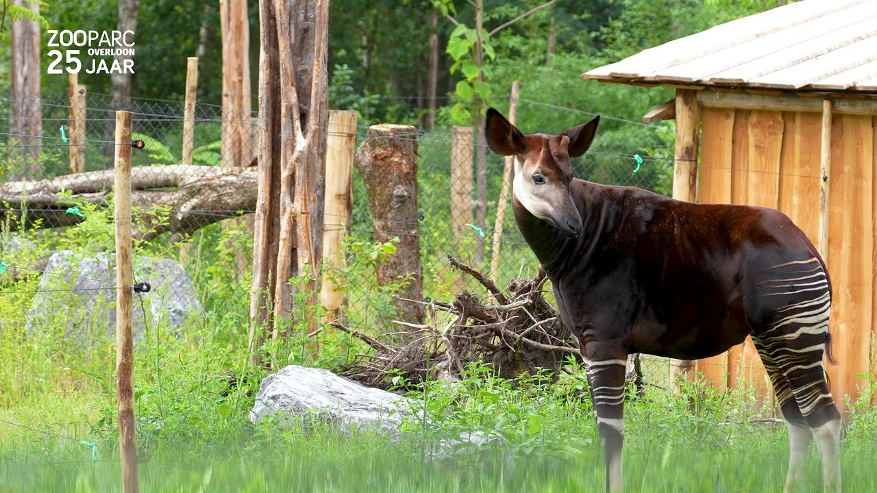 Making of Ngyuwe: Een jungle ontwaakt afl. 5 | ZooParc Overloon #makingof #zooparc #overloon #ngyuwe