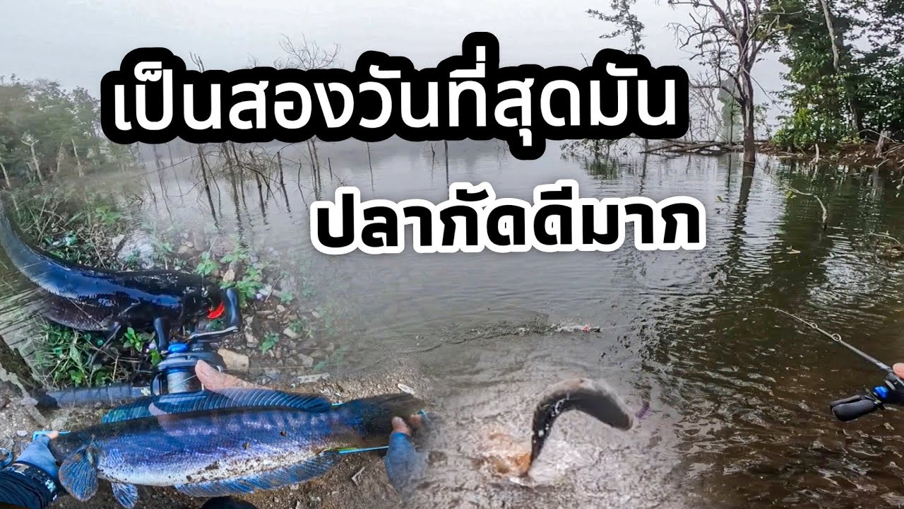 เป็น2วันที่มันสุดๆปลากัดโคตรดี ได้ตัวบ้างไม่ได้ตัวบ้าง #ตกปลาช่อน #ตกปลาชะโด #fishing #ตกปลาช่อนชะโด