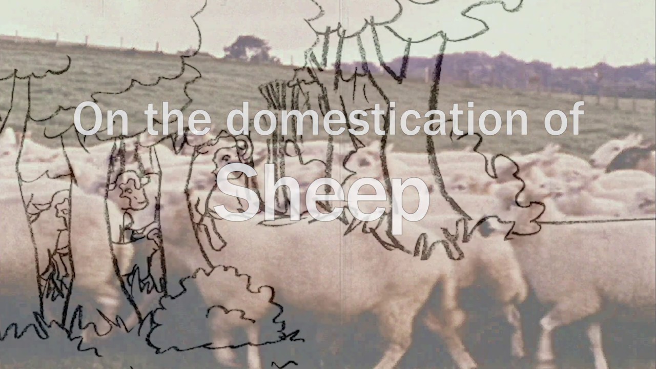 The Domestication of Sheep