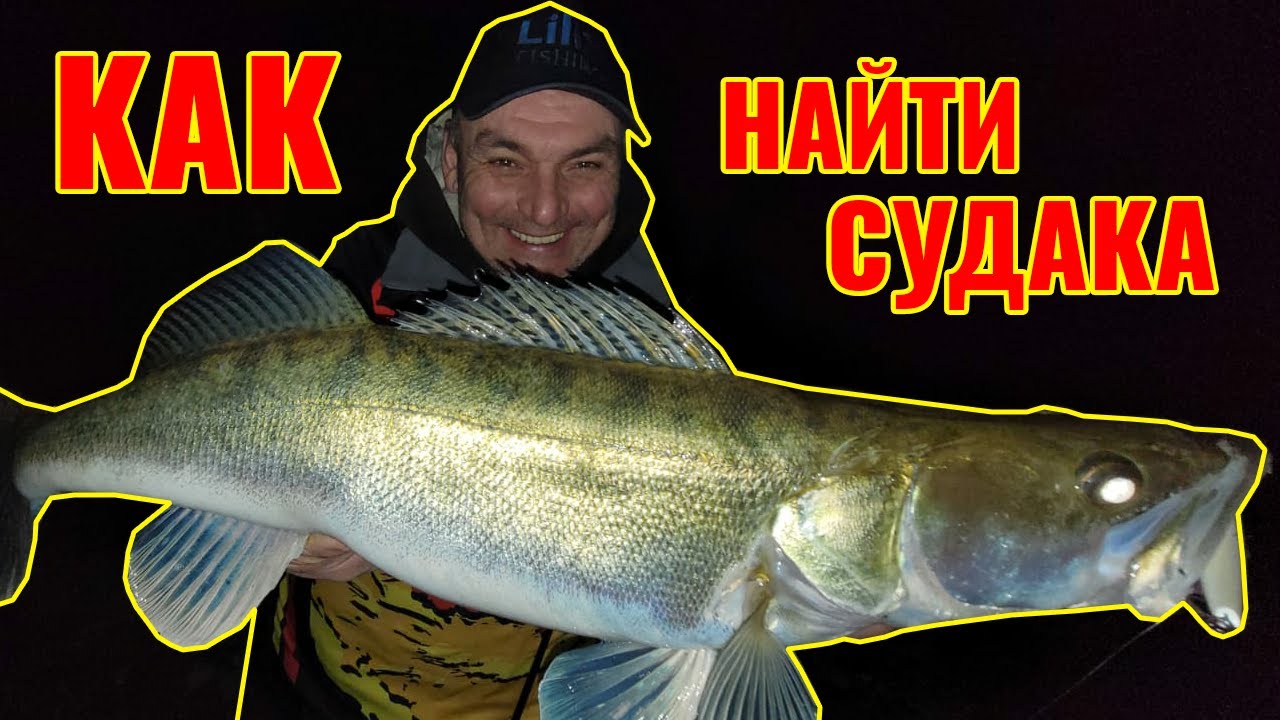 Как и где найти судака на реке.