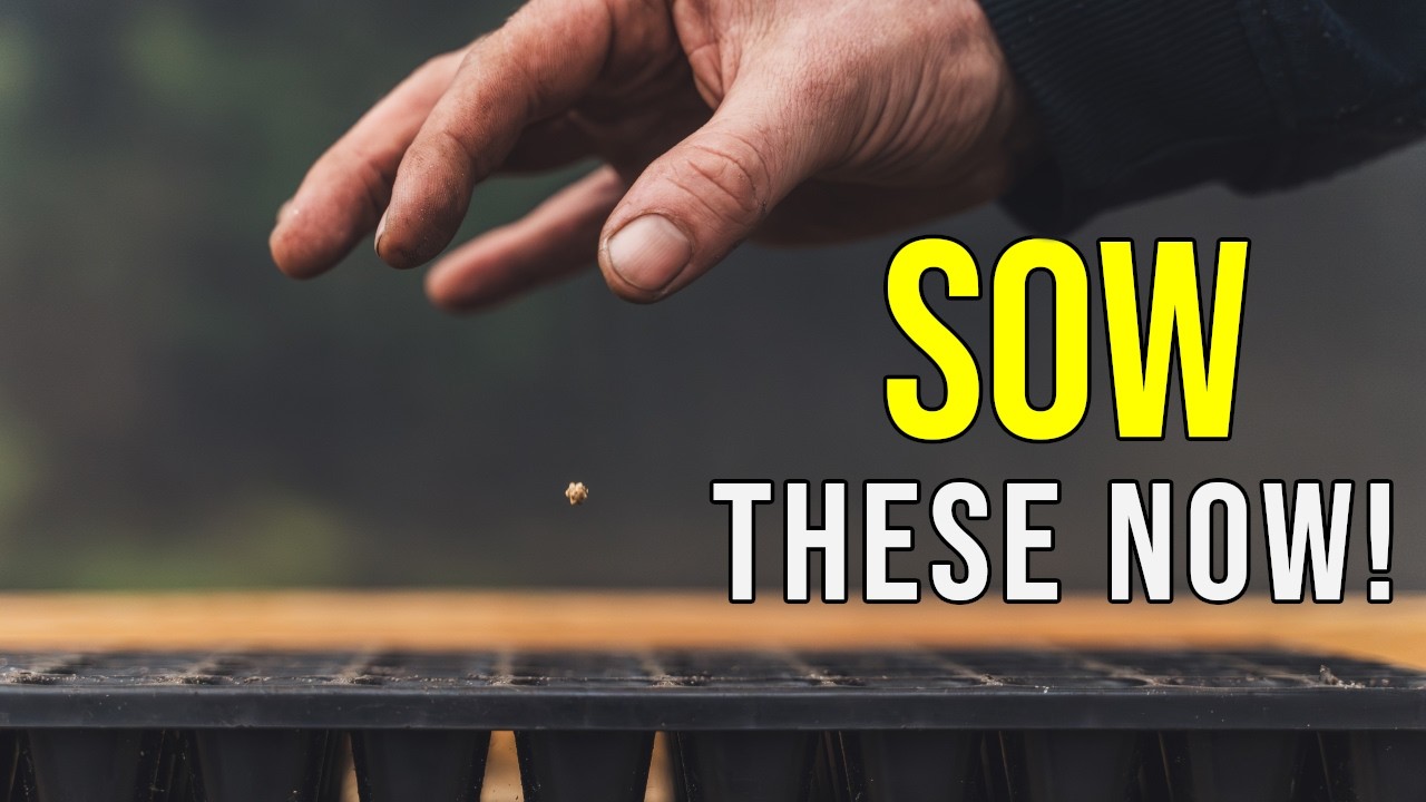 How to Sow Seeds in February Step by Step Guide