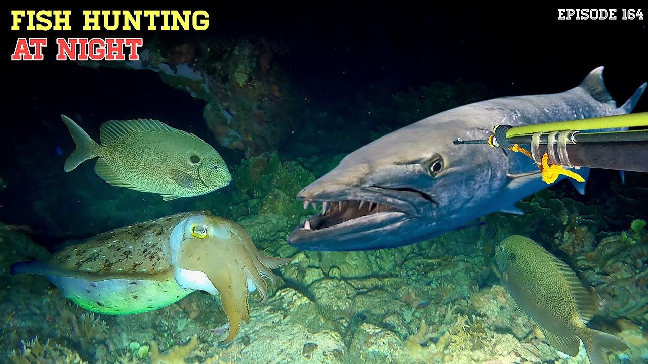 NIGHT SPEARFISHING EPISODE 164 | FISH HUNTING AT NIGHT