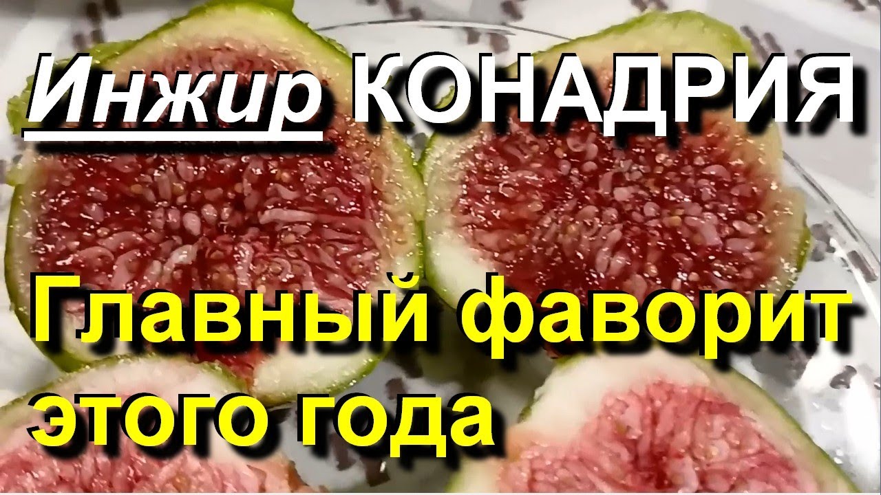 Инжир. КОНАДРИЯ - безусловный фаворит этого года. 2022 10 12