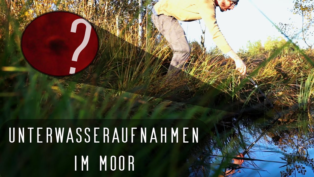 Unterwasseraufnahmen im Moor gemacht | Moorgebiete in Oberschwaben