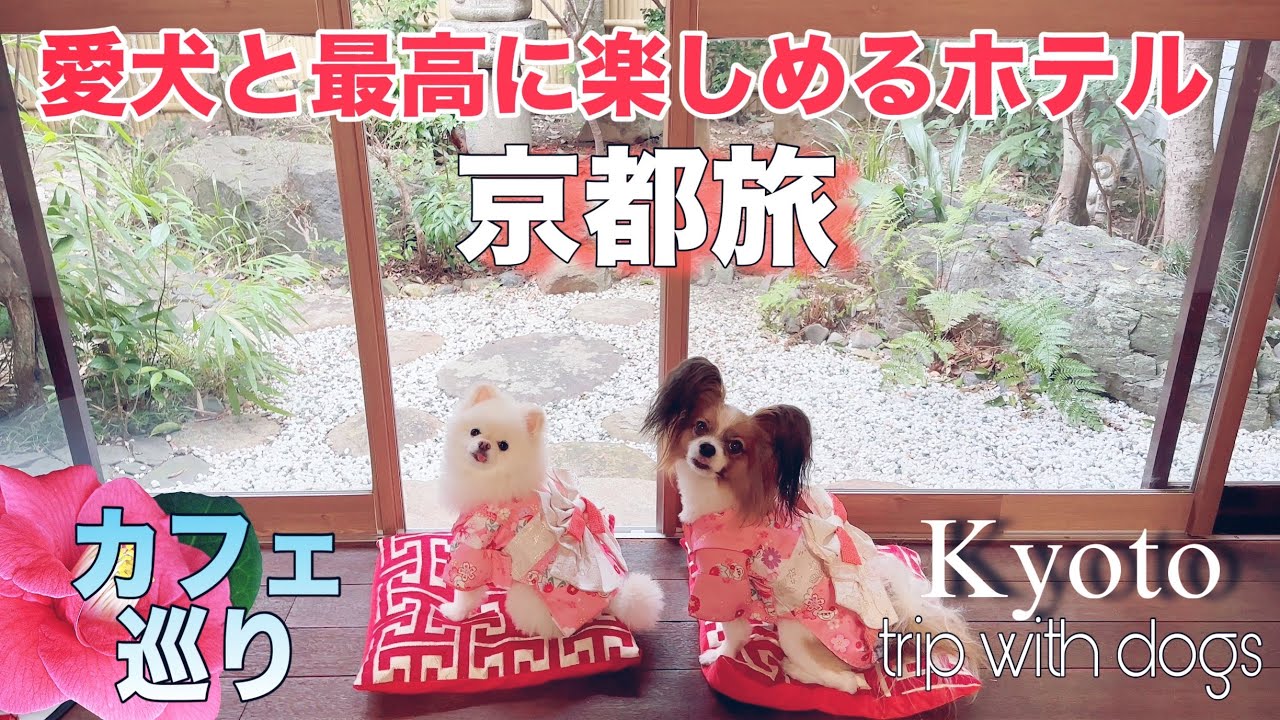 犬旅 【＆ドギー京都二条城】愛犬と店内で過ごせる大人気カフェ３選