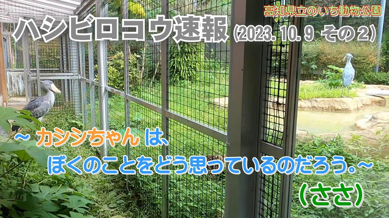 2023/10/09、カシシちゃんは、ぼくのことをどう思っているのだろう。(ささ)【のいち動物公園、ハシビロコウ速報】