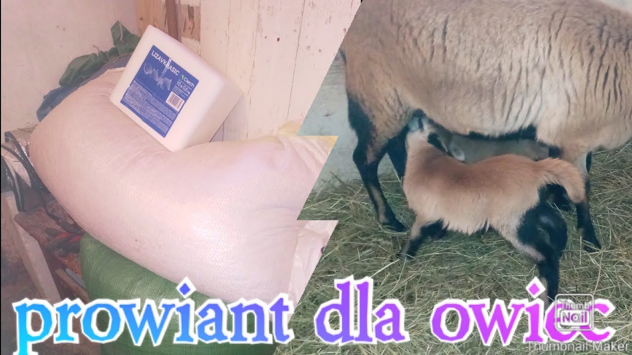 Hodowla owiec Kamerunskich - uzupelnianie zapasów dla owiec