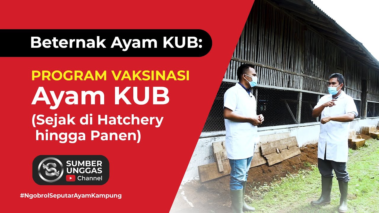 Beternak Ayam KUB: Program Vaksinasi Ayam KUB Sejak di Hatchery Hingga Panen - Sumber Unggas Channel