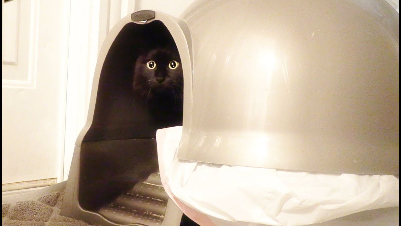 【しゃべる猫】トイレでとてもスッキリしたのを教えてくる猫【しおちゃん】