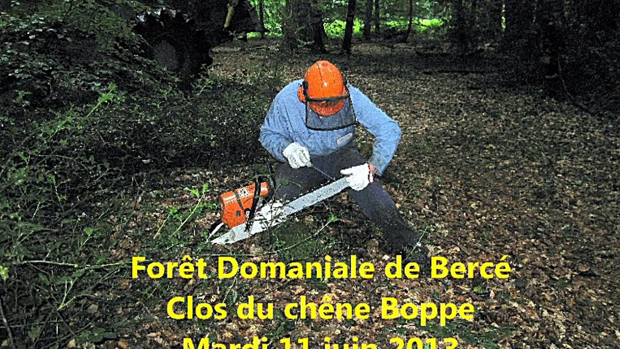 Foret de Bercé 11 juin 2013