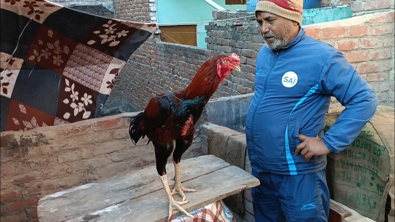 nuru ustad famous person in India top quality aseel murge