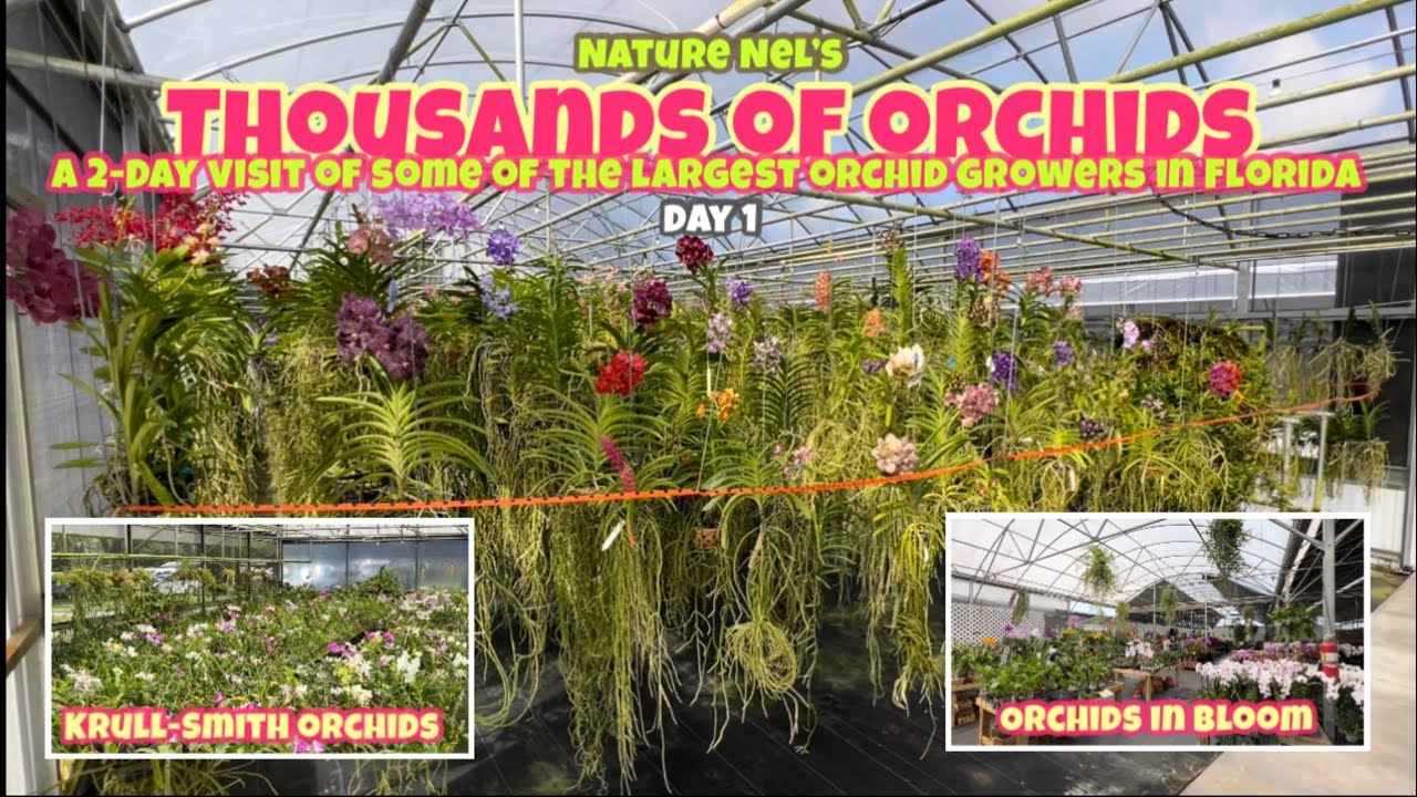 Day 1 visit to one of the largest orchid growers in Florida,Krull-Smith Orchids and Orchids In Bloom