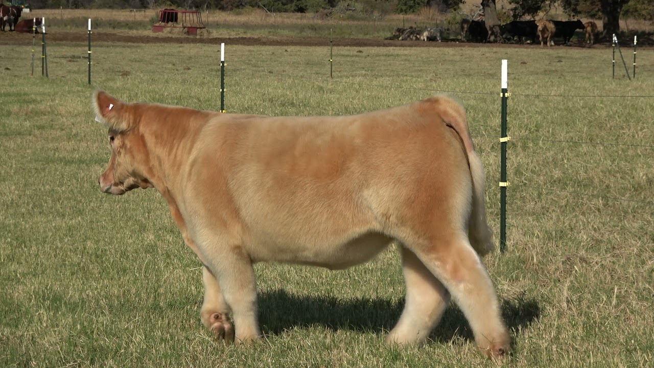 Tag 1005 - IGWT Steer