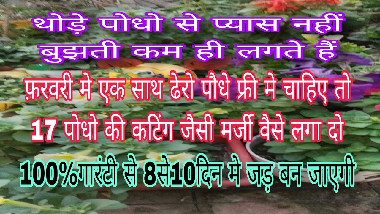 Feb/मे ढेरो पौधे फ्री मे चाहिए तो 17 पोधो की कटिंग जैसी मर्जी वैसे लगा दो/8 से10 दिन मे जड़ बन जाएगी 