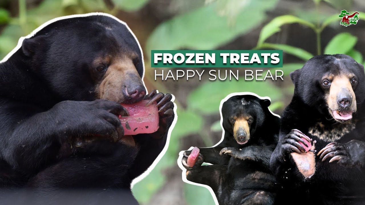 ENRICHMENT TIME! SUN BEARS VS FROZEN SNACKS!
