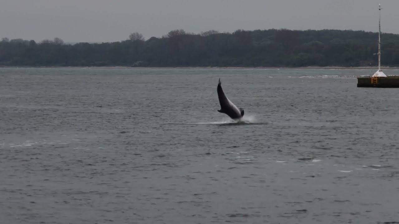 Delfin 
