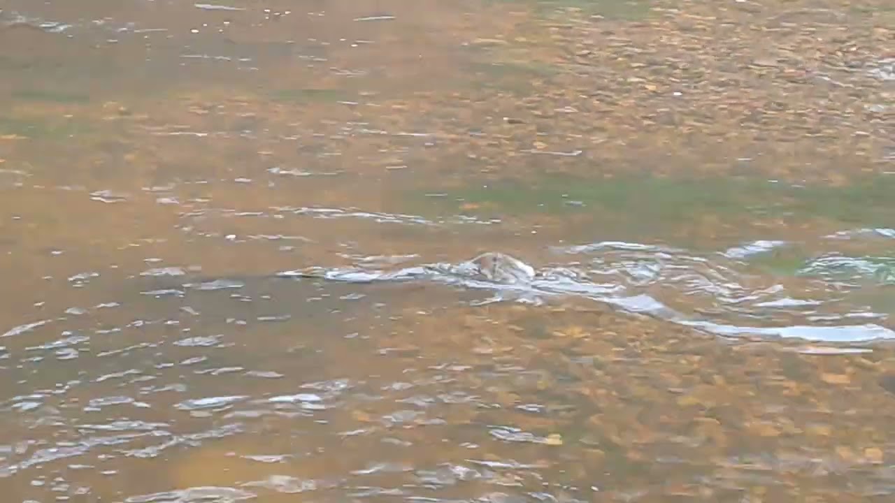 Salmon in river Vilnelė, Vilnius town.