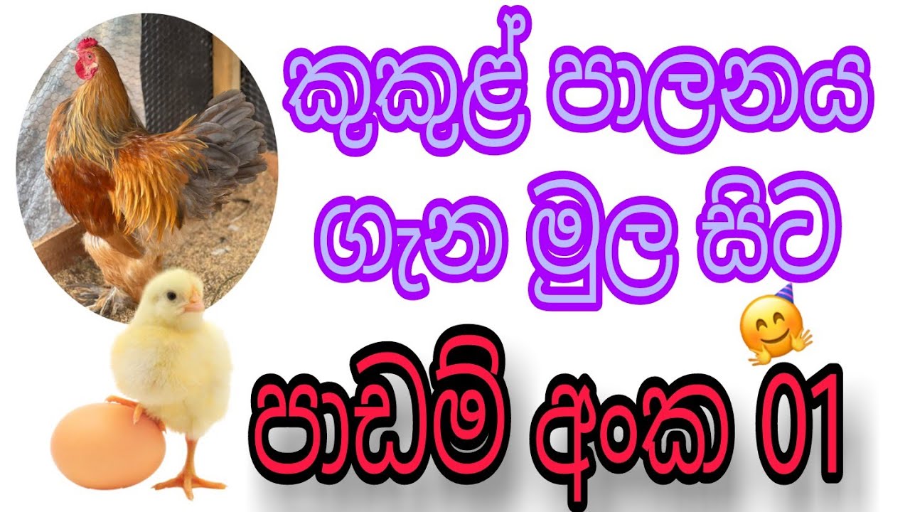 කුකුල් පාලනය ගැන මුල සිට🤗🤗 පාඩම් අංක 01🐔🐤🇱🇰#farming About chicken farming from scratch #chickens 😍😍😘