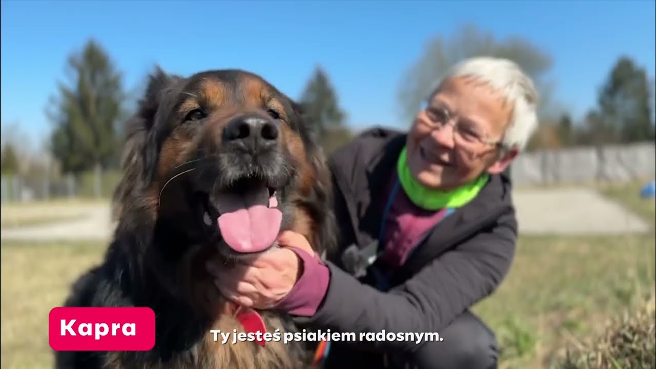 Dzień z życia Schroniska Na Paluchu &ndash; część 2. WOLONTARIUSZKA