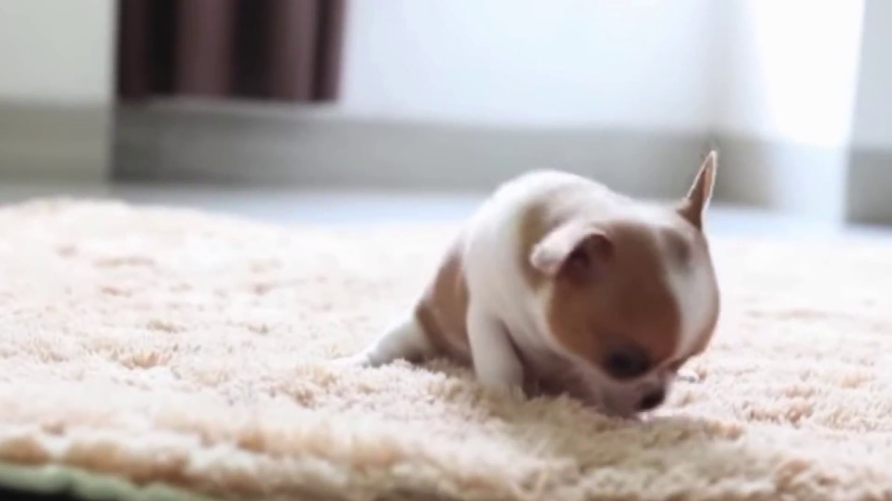 Chihuahua Rescue Mini Documentary